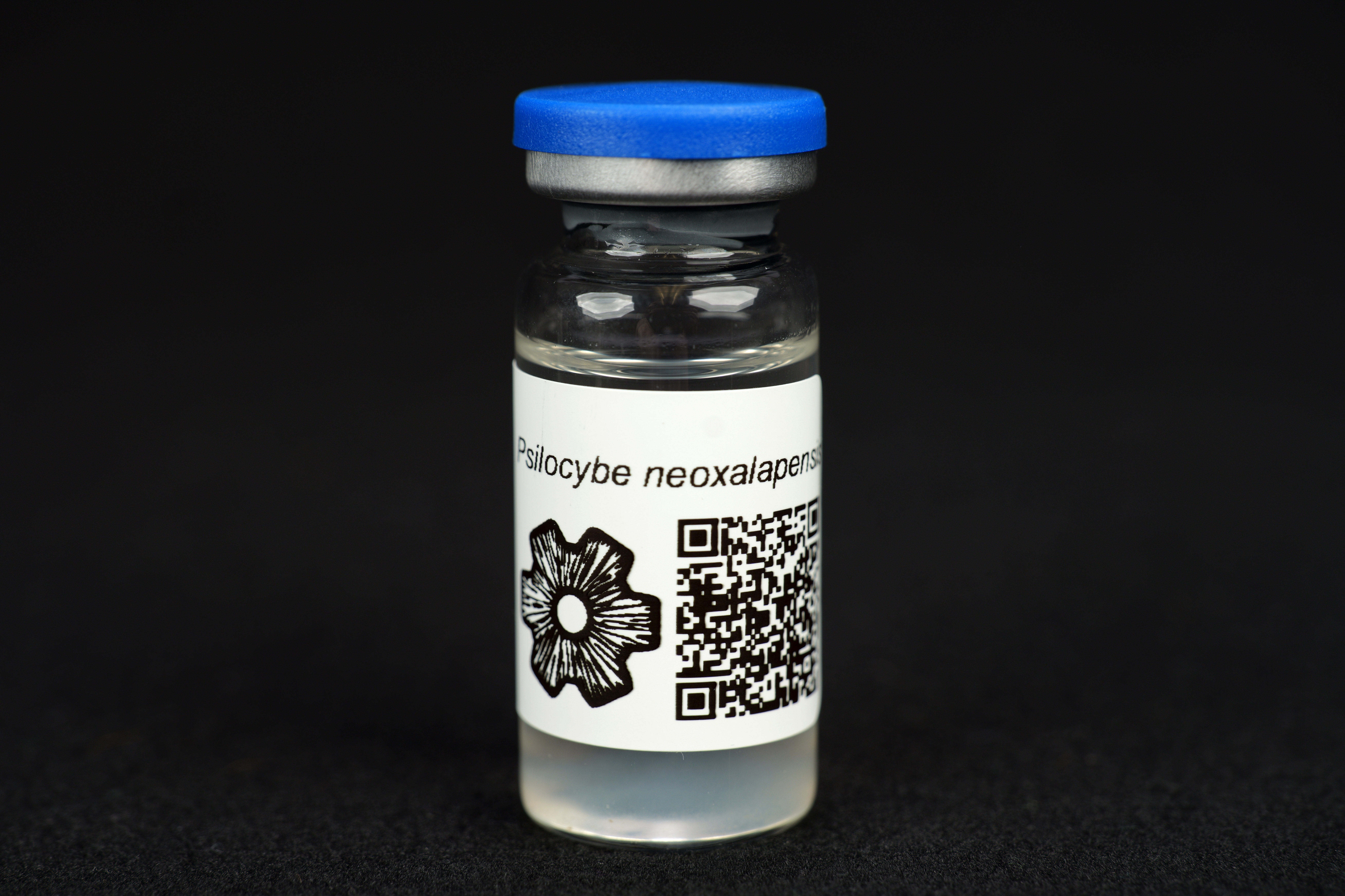 Psilocybe neoxalapensis : MycoTrue(TM) Isolate Vial